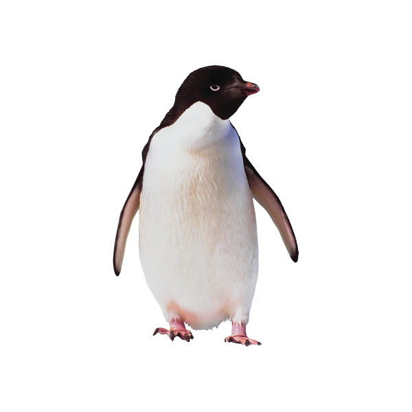 Пингвин Адели