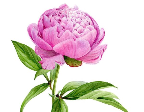 Стебель пиона