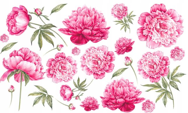 Пионы фрипик