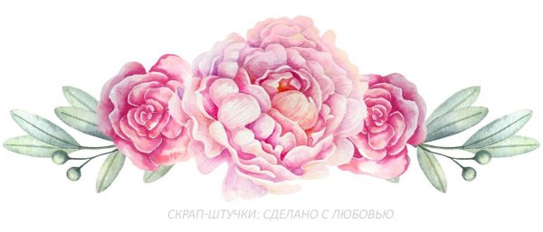 Нарисованные пионы на белом фоне