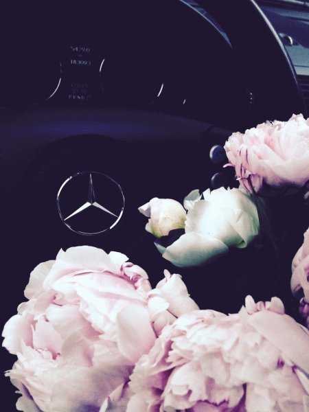 Белые пионы в машине