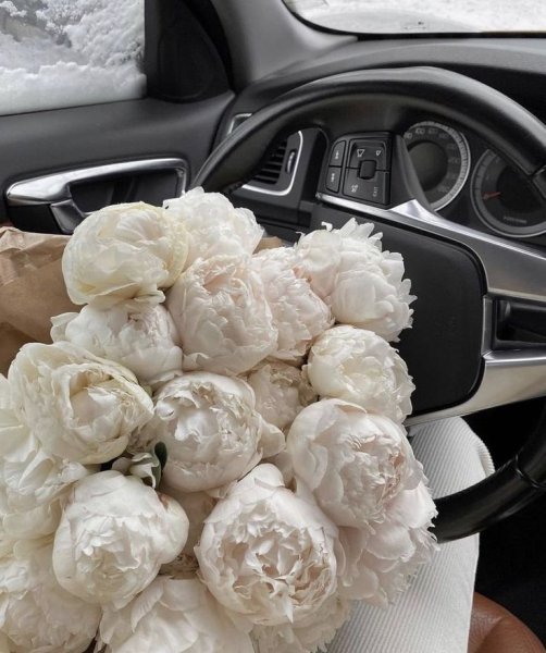 Пионы в машине