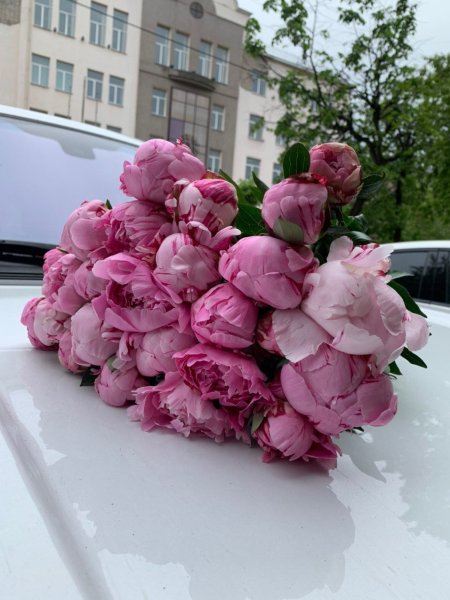 Пион итальянский Сара Бернар