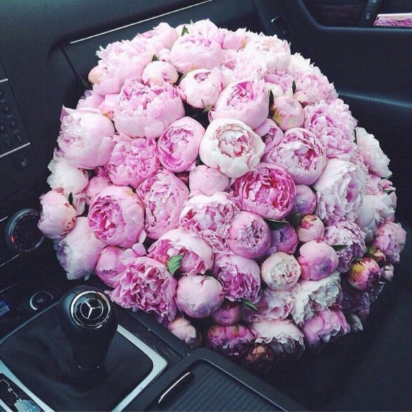 101 Пион Сара Бернар