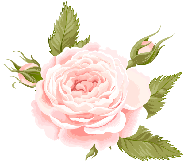 Векторные розы на прозрачном фоне