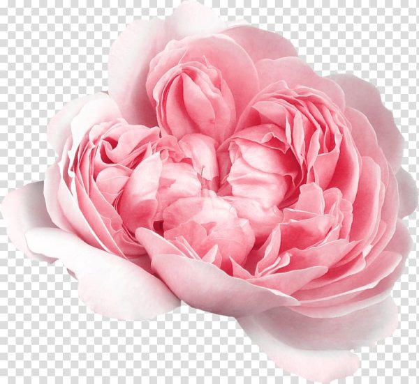 Темно розовые бутоны пионы на прозрачном фоне