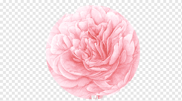 Пионовидная роза на белом фоне