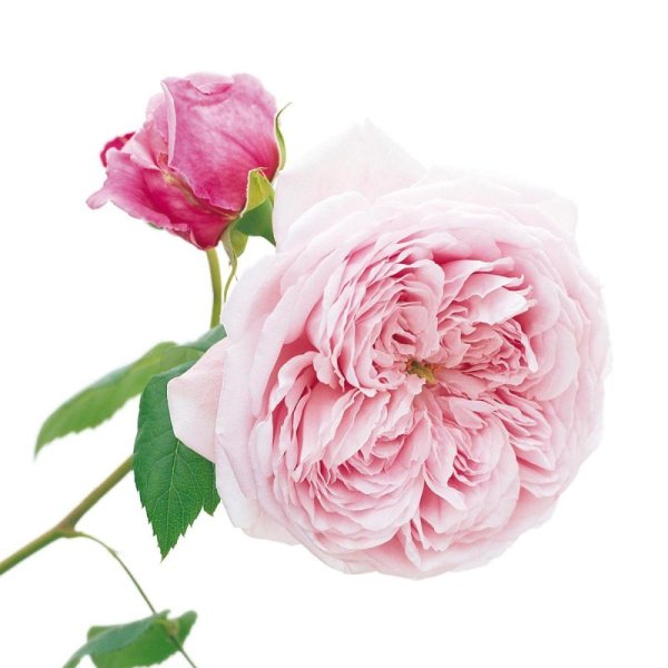 Пионовидные роза оф Фридом