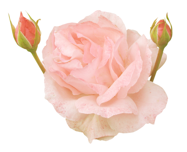 Бутон цветка