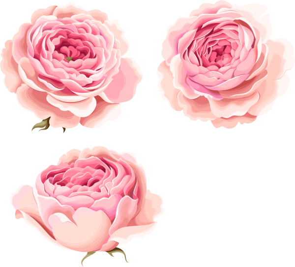 Акварельные пионовидные розы