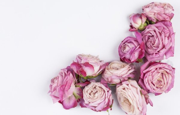 Пионовидные розы