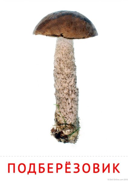 Гриб подберезовик на белом фоне для детей