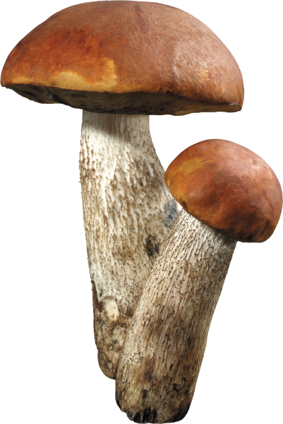 Гриб подосиновик для детей