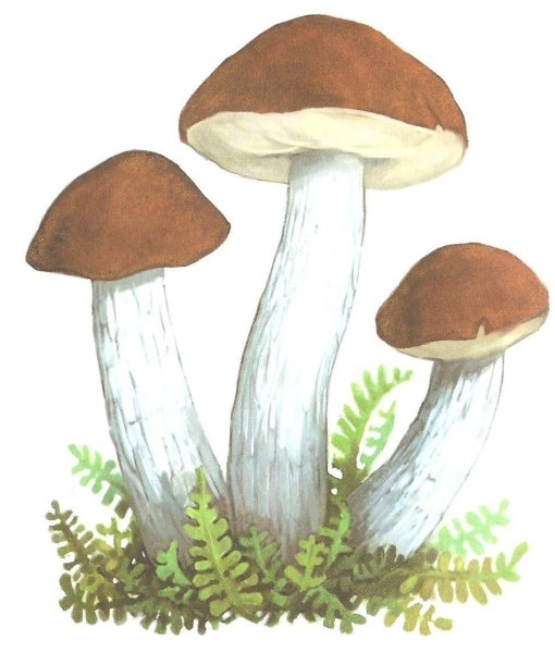 Как рисовать подберезовик