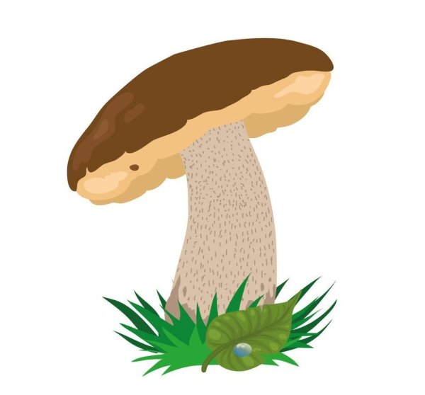 Подберезовик гриб для детей