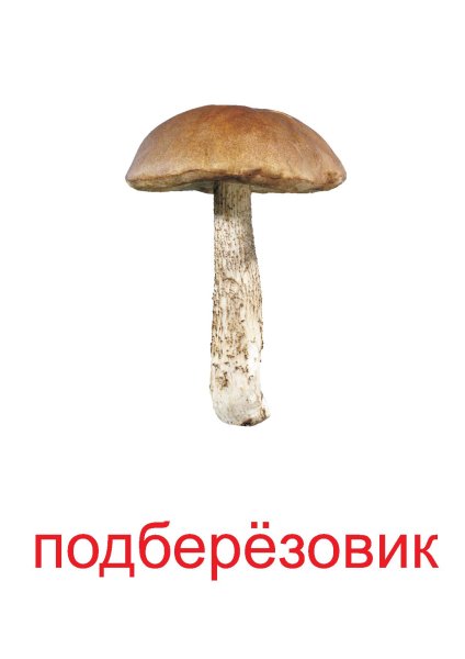 Подберезовик грибы для детей детского сада