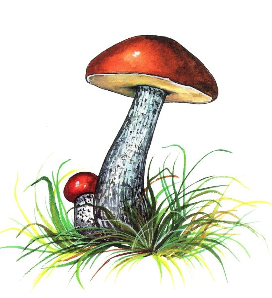 Подберезовик поганка