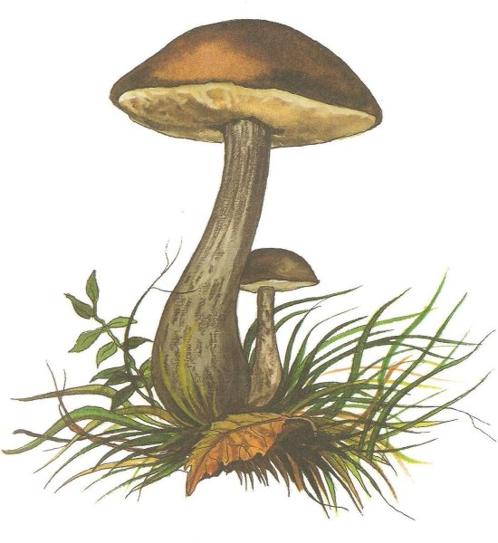 «Грибы для белки» (Комарова, с.36)