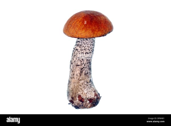 Гриб подосиновик на белом фоне для детей