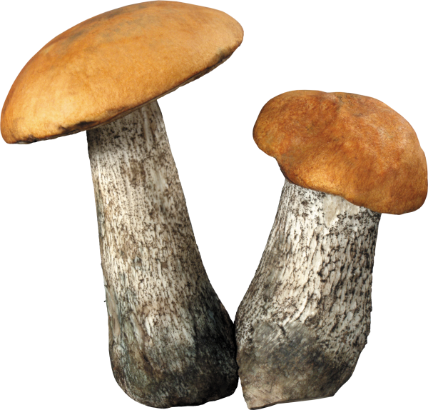 Гриб подосиновик для детей