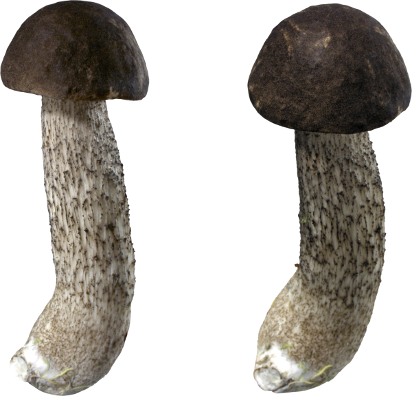 Подберезовик гриб на прозрачном фоне