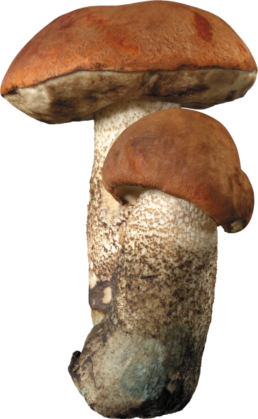 Гриб подосиновик на белом фоне