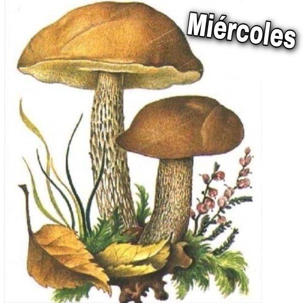 Рисование гриб подберезовик