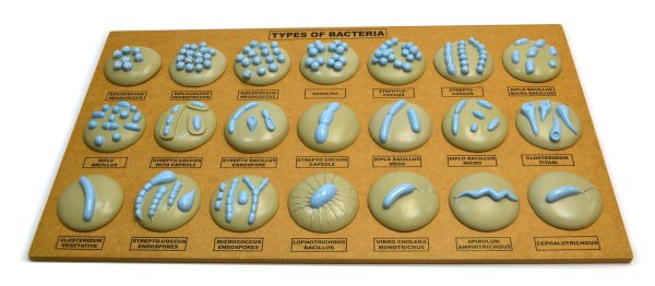 Модель Бактерия