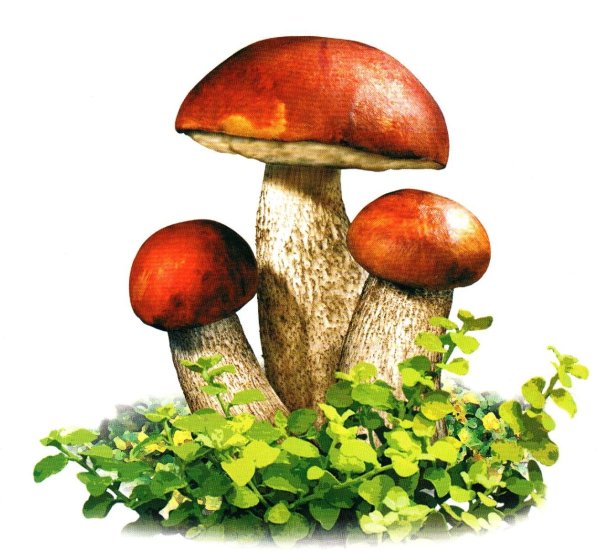 Гриб красноголовик рисунок для детей