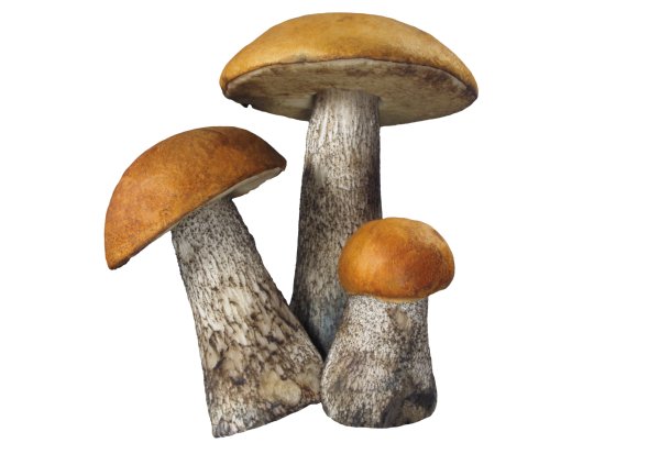 Подосиновик гриб