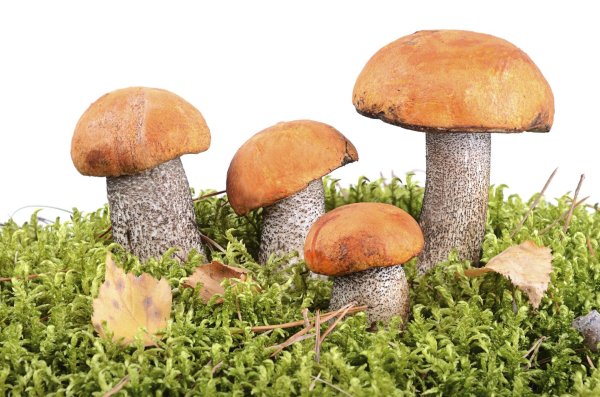 Гриб подосиновик на белом фоне