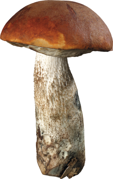 Подосиновик гриб