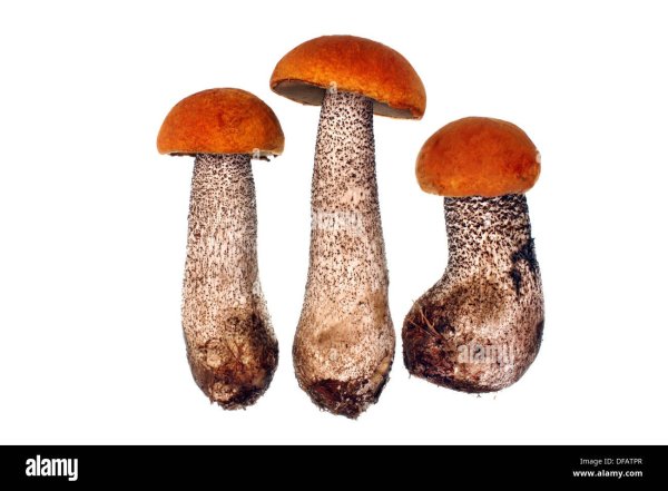 Гриб подосиновик на белом фоне