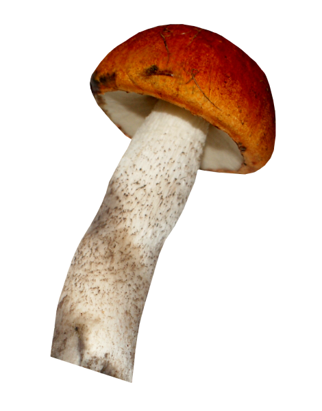 Гриб подберезовик на белом фоне