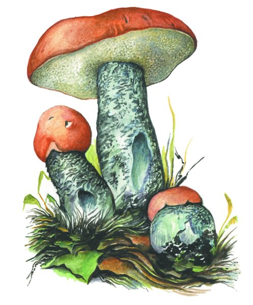 Подберезовик гриб для детей