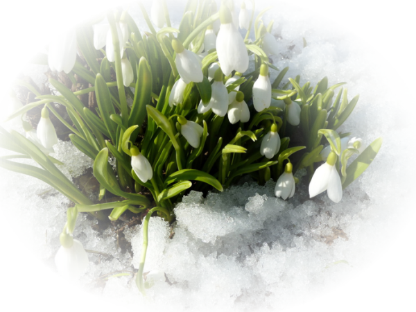 Подснежники без фона