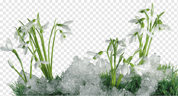 Подснежники для фотошопа