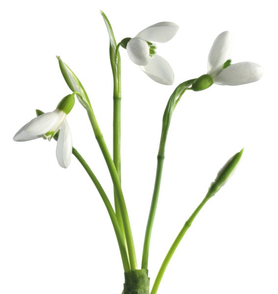 Подснежники на белом фоне