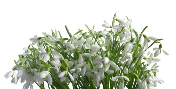 Подснежники без фона