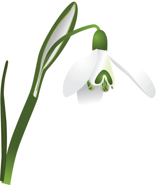 Подснежники картинки для детей