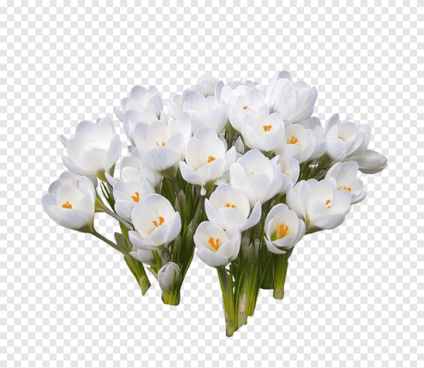 Весенние цветы на белом фоне