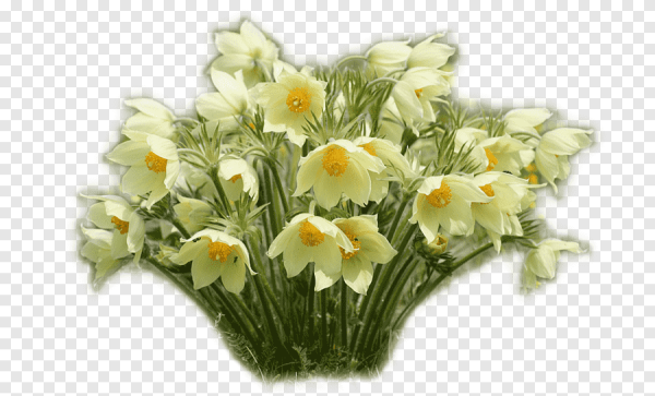 Красивые весенние цветы на прозрачном фоне