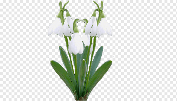 Подснежник на б елом фонем