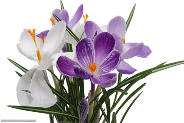 Белые весенние цветы