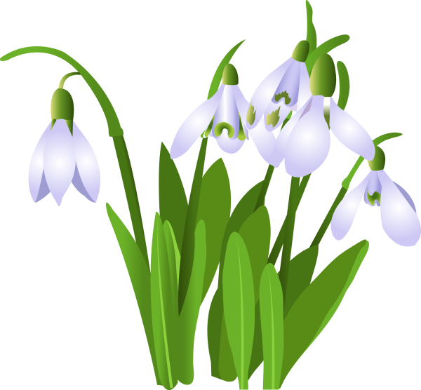 Подснежник рисунок для детей