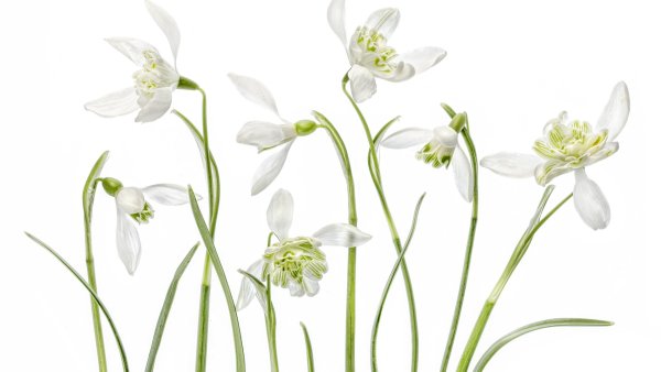 Подснежники вектор