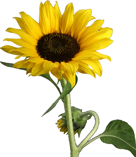 Подсолнечник на белом фоне
