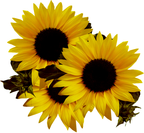 Подсолнух на белом фоне