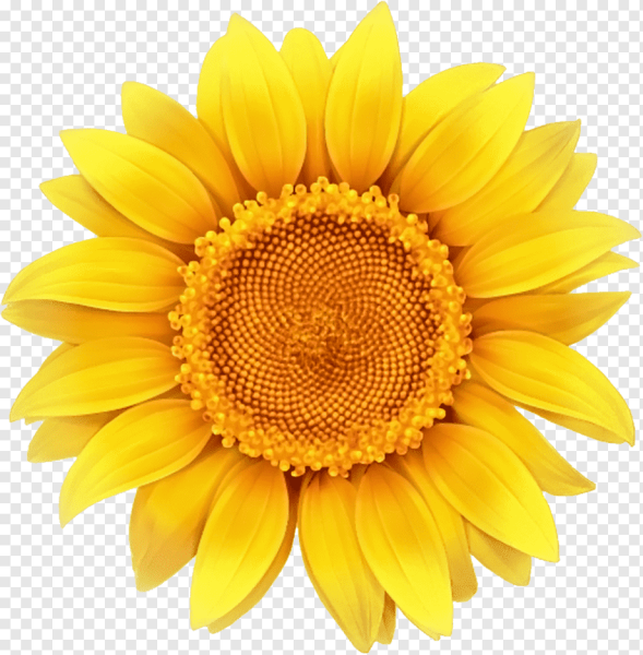 Подсолнечник без фона