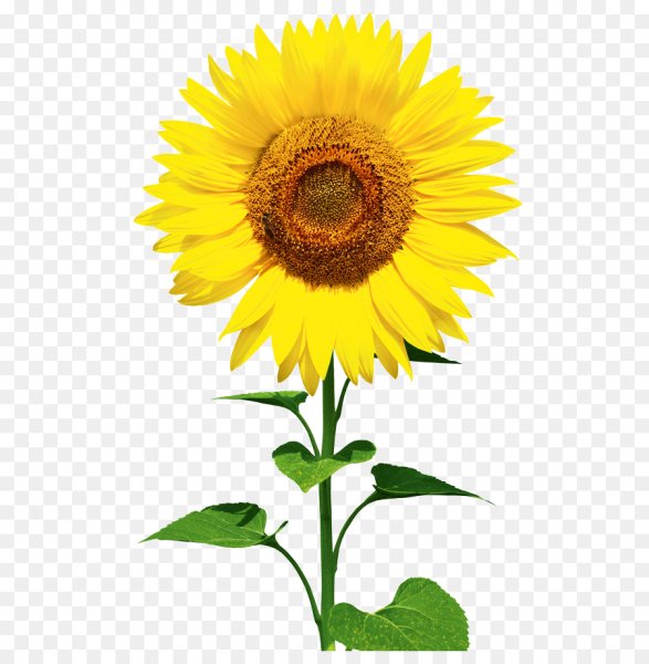 Подсолнух в полный рост